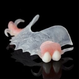 Clear-Pink Removable | Partial Denture